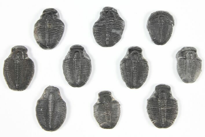 Lot: / Elrathia Trilobite Molt Fossils - Pieces #92059